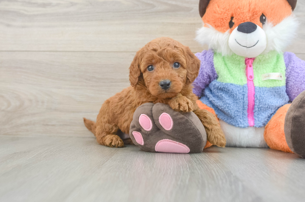5 week old Mini Goldendoodle Puppy For Sale - Premier Pups