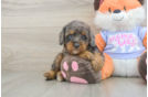Mini Goldendoodle Pup Being Cute
