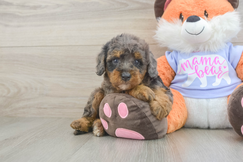Mini Goldendoodle Pup Being Cute