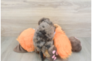 Best Mini Goldendoodle Baby
