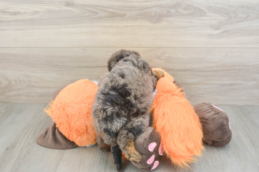 Best Mini Goldendoodle Baby