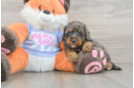 Mini Goldendoodle Puppy for Adoption