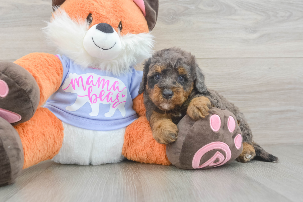 Mini Goldendoodle Puppy for Adoption