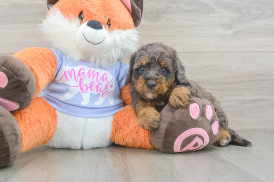Mini Goldendoodle Puppy for Adoption