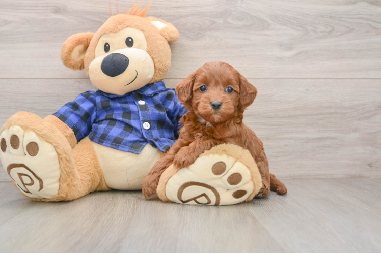 Mini Goldendoodle Puppy for Adoption