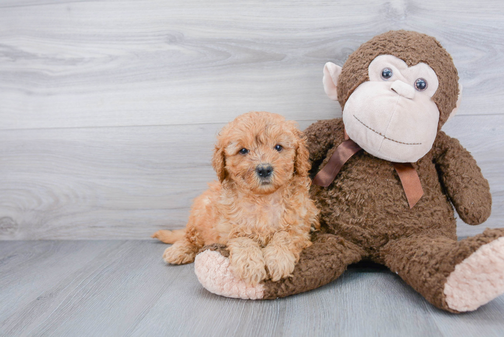 Fluffy Mini Goldendoodle Poodle Mix Pup