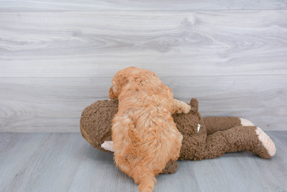 Funny Mini Goldendoodle Poodle Mix Pup