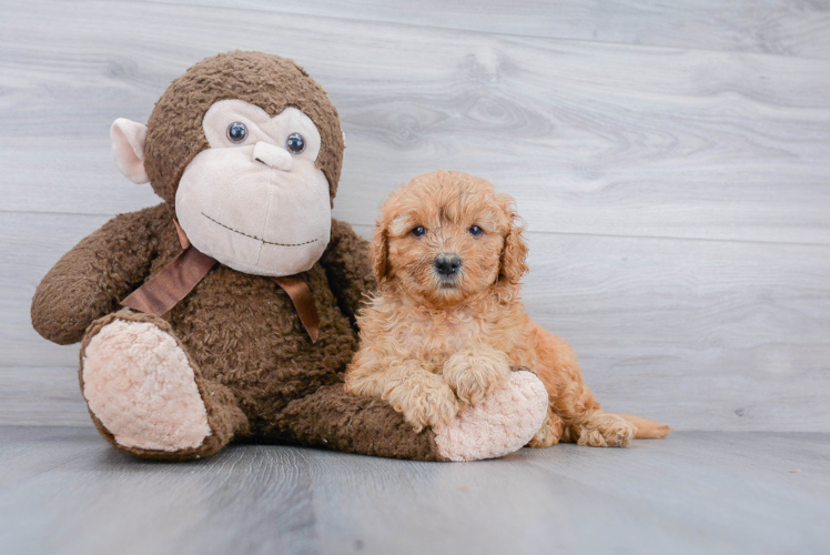 Mini Goldendoodle Puppy for Adoption