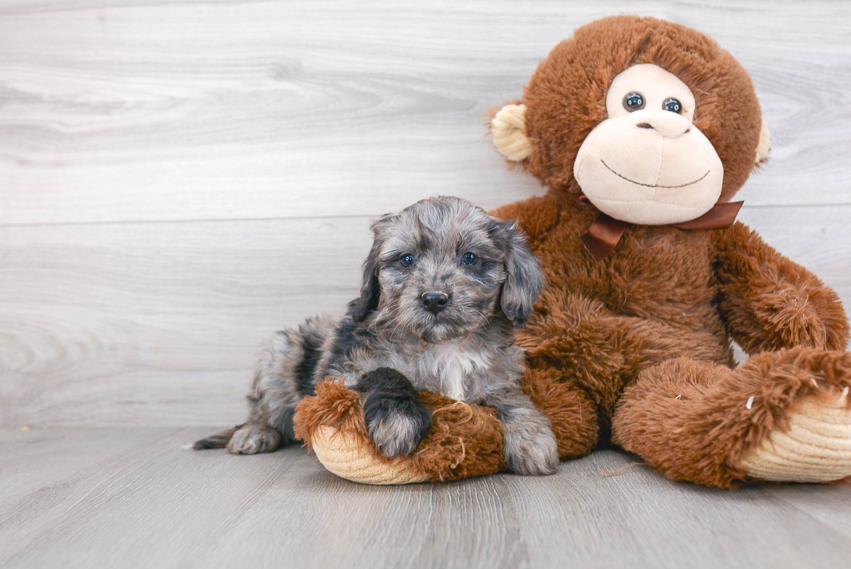 Funny Mini Goldendoodle Poodle Mix Pup