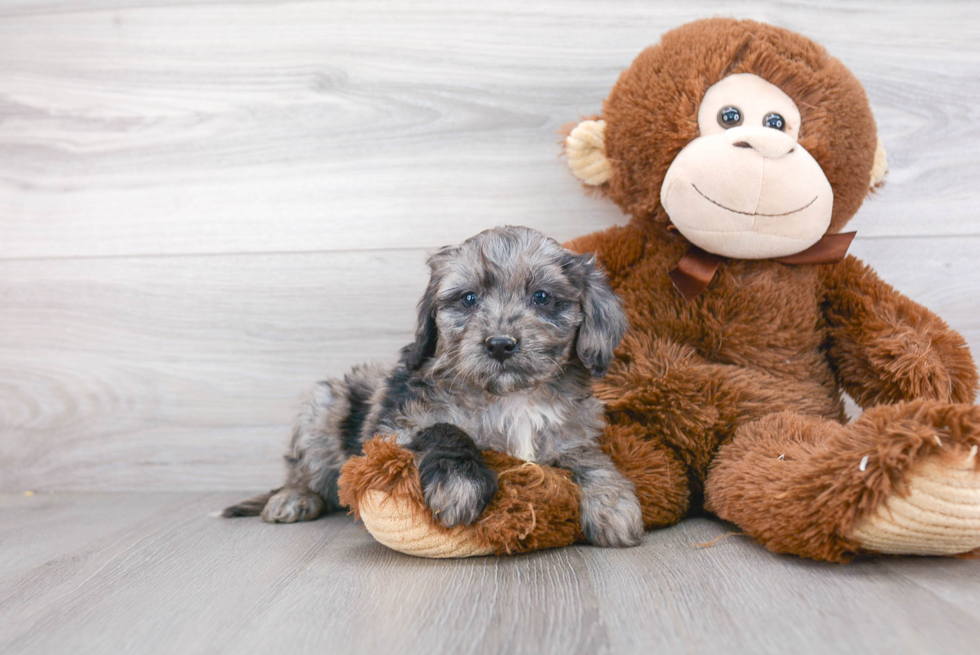 Funny Mini Goldendoodle Poodle Mix Pup