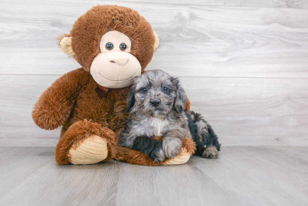 Mini Goldendoodle Pup Being Cute