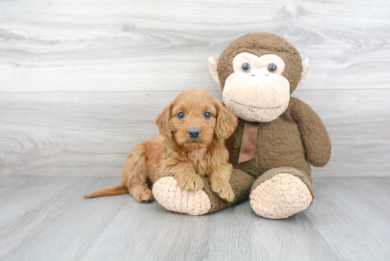 Best Mini Goldendoodle Baby