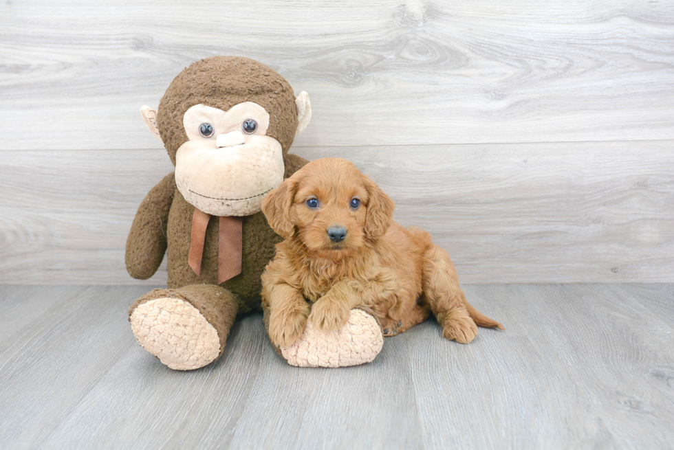 Best Mini Goldendoodle Baby