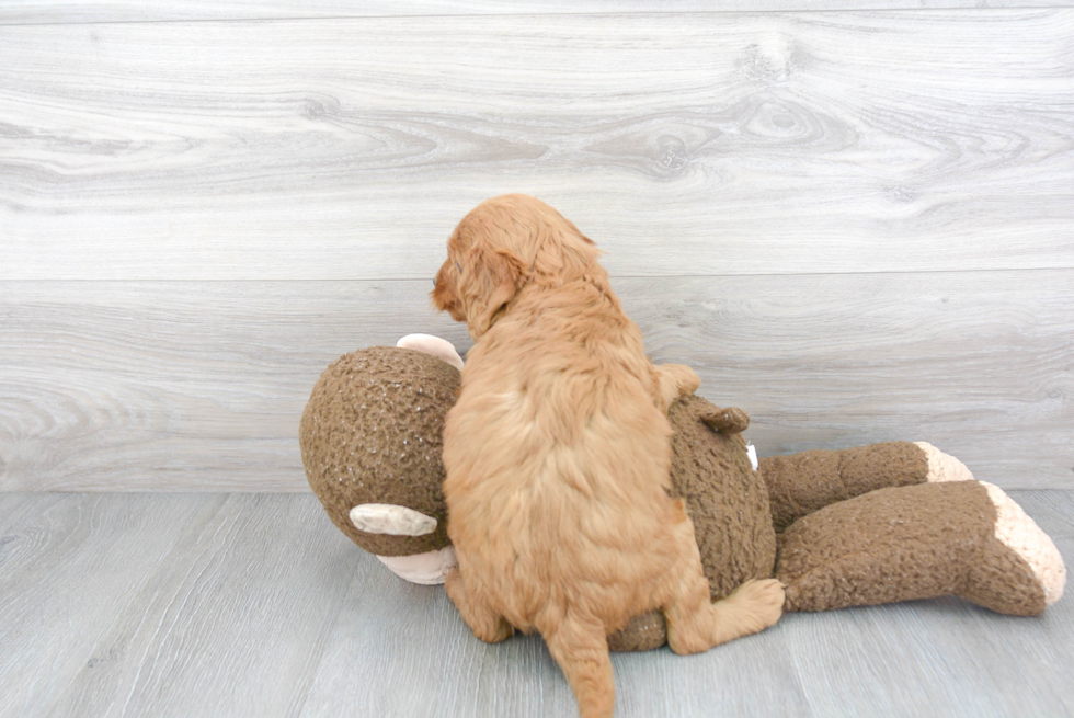 Mini Goldendoodle Puppy for Adoption