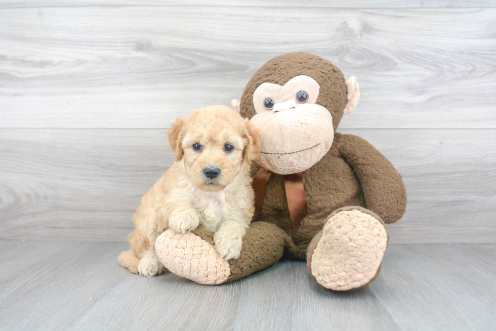 Best Mini Goldendoodle Baby