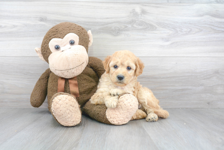 Popular Mini Goldendoodle Poodle Mix Pup