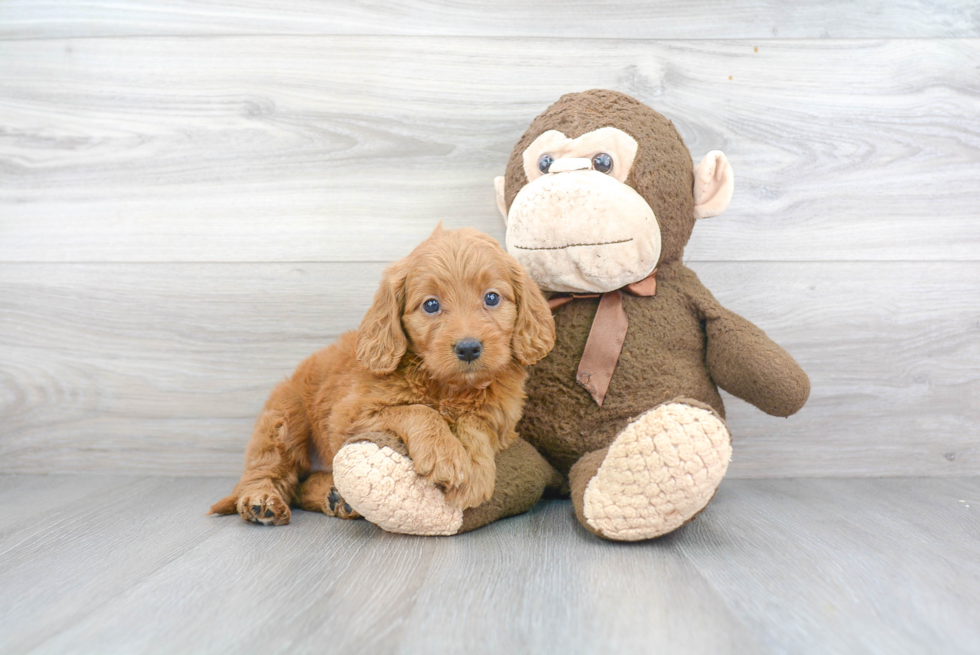 Mini Goldendoodle Pup Being Cute