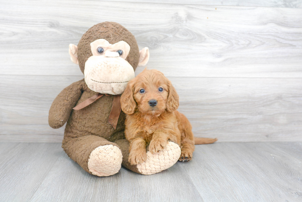 Mini Goldendoodle Puppy for Adoption