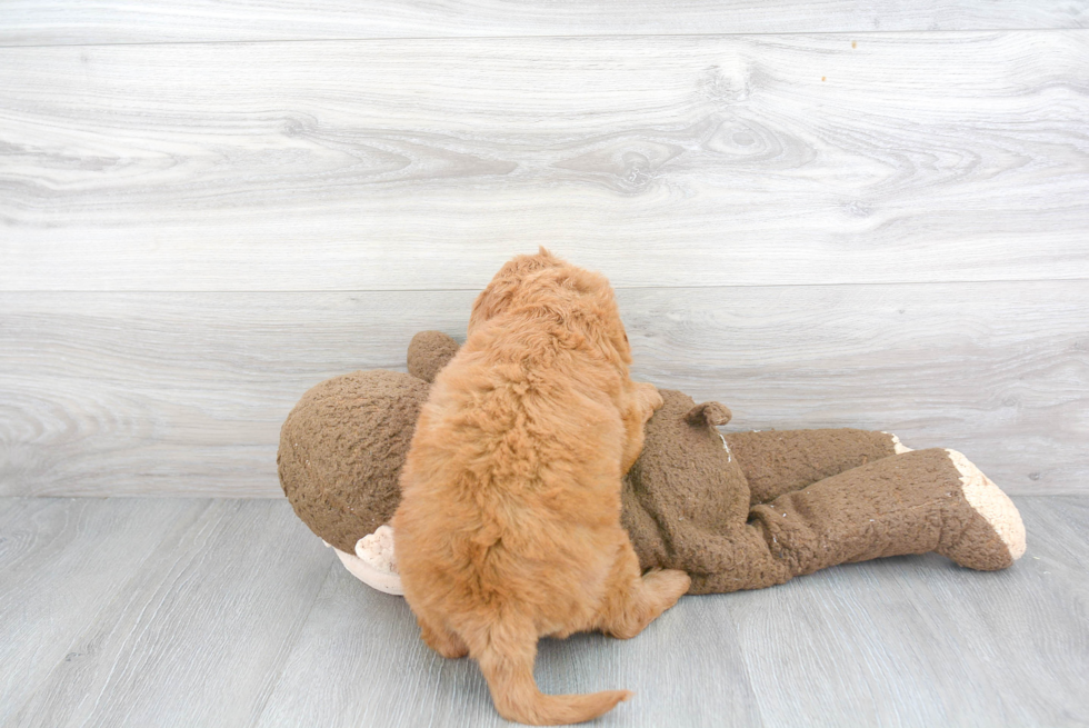 Mini Goldendoodle Pup Being Cute