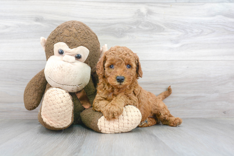 Cute Mini Goldendoodle Poodle Mix Pup