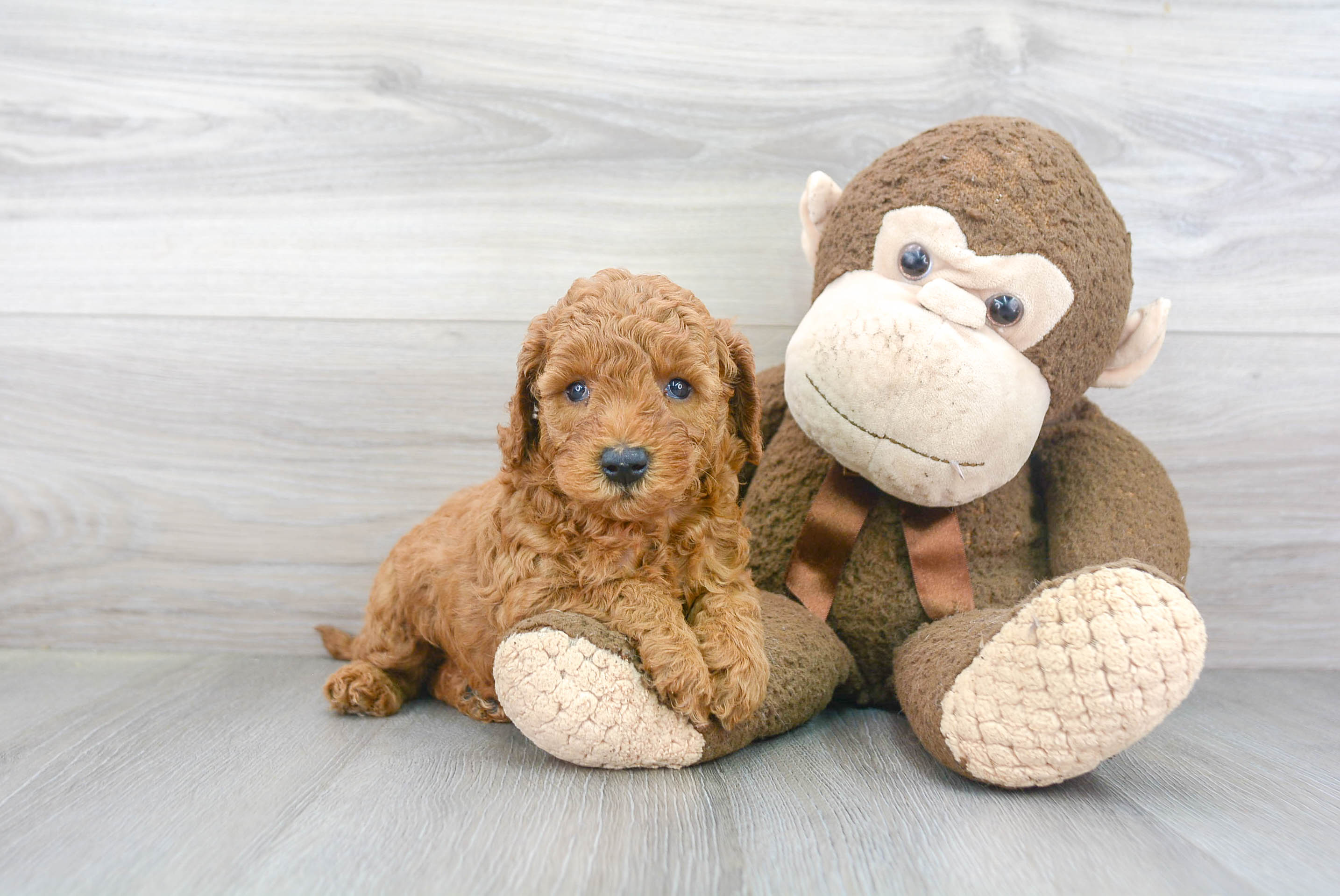 Cute Mini Goldendoodle Poodle Mix Pup