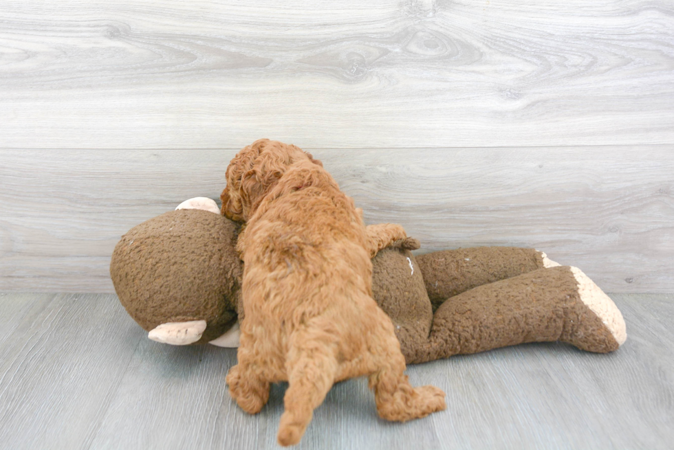 Mini Goldendoodle Puppy for Adoption