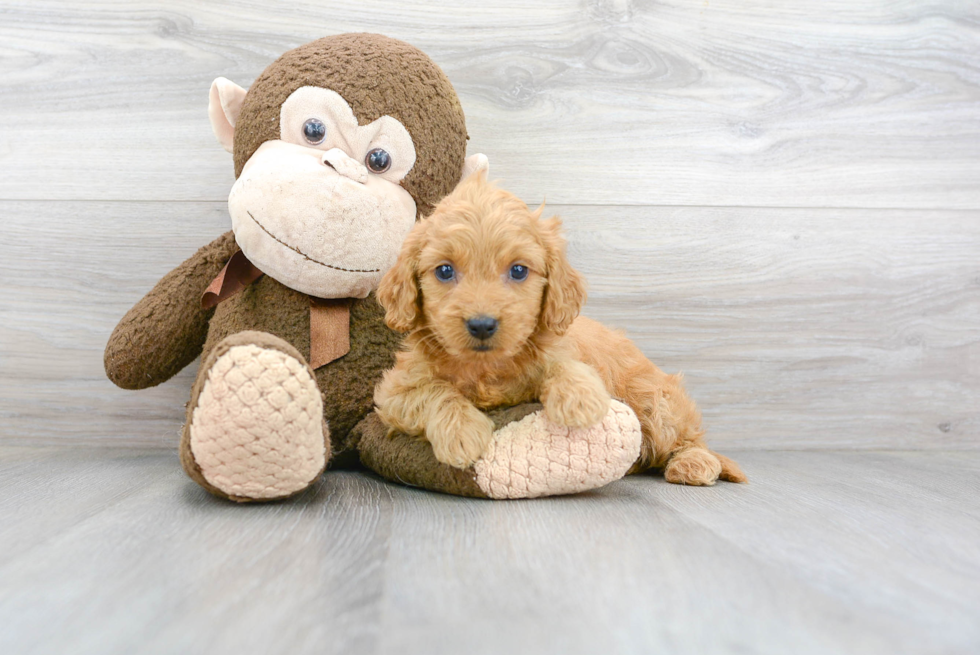 Little Golden Retriever Poodle Mix Puppy