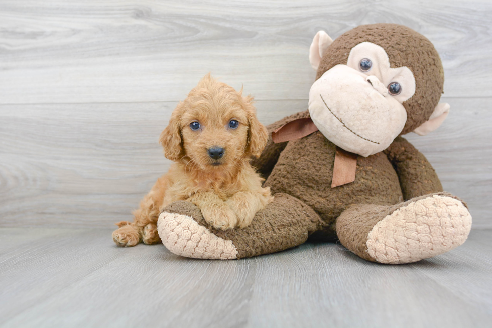 Mini Goldendoodle Pup Being Cute