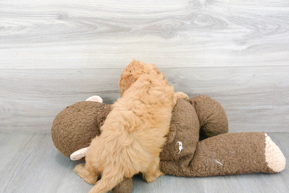 Friendly Mini Goldendoodle Baby