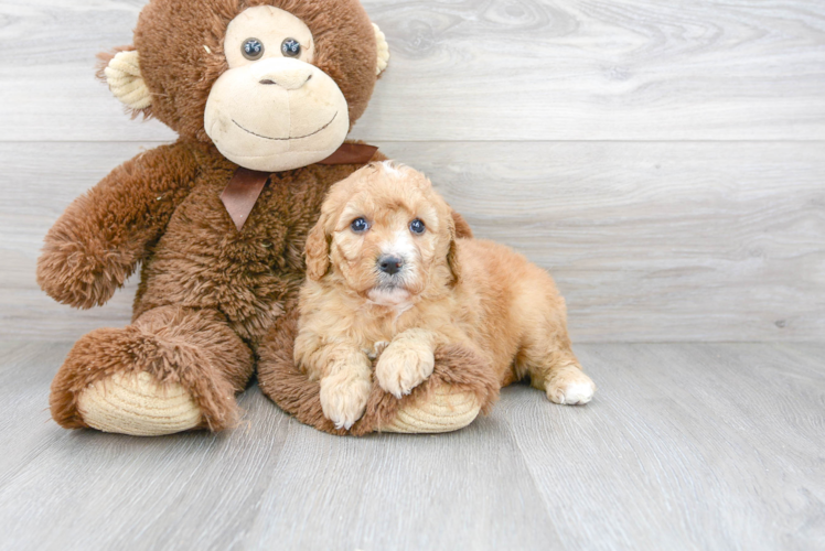 Mini Goldendoodle Puppy for Adoption
