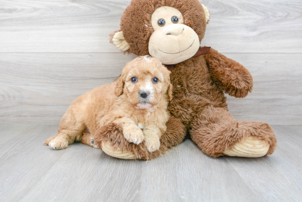 Cute Mini Goldendoodle Baby