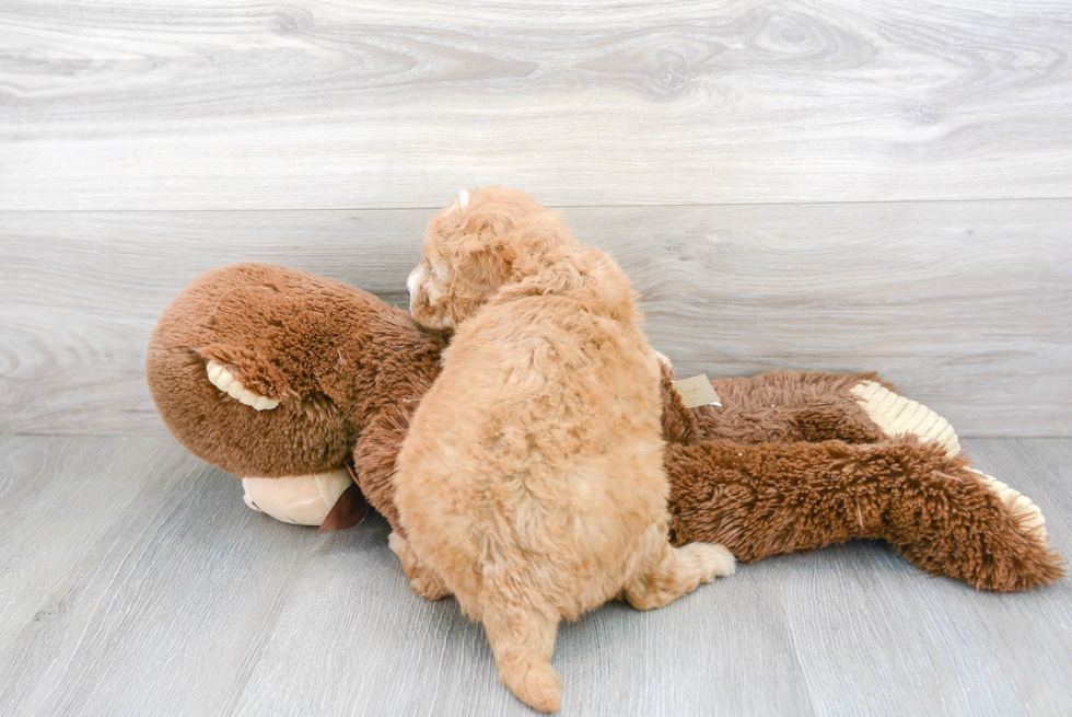 Mini Goldendoodle Pup Being Cute
