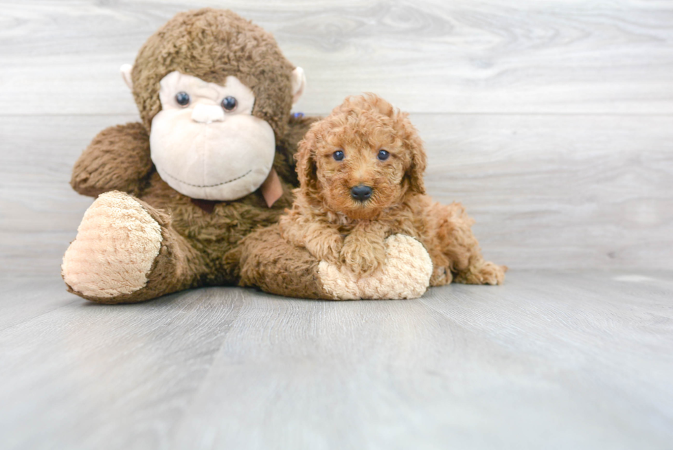 Sweet Mini Goldendoodle Baby