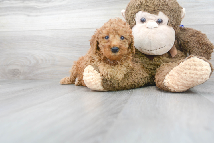 Mini Goldendoodle Puppy for Adoption