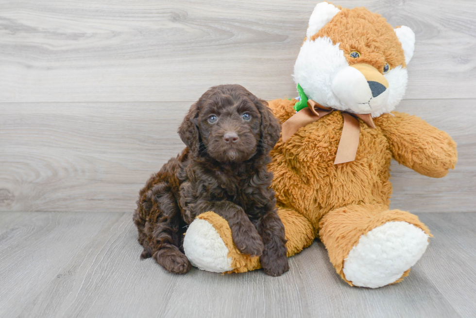 Cute Mini Goldendoodle Poodle Mix Pup