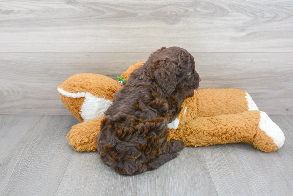 Mini Goldendoodle Pup Being Cute