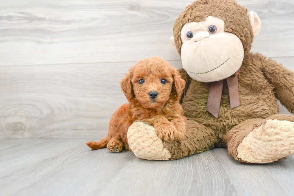 Sweet Mini Goldendoodle Baby