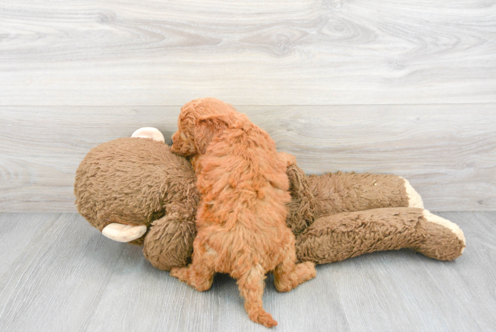 Fluffy Mini Goldendoodle Poodle Mix Pup