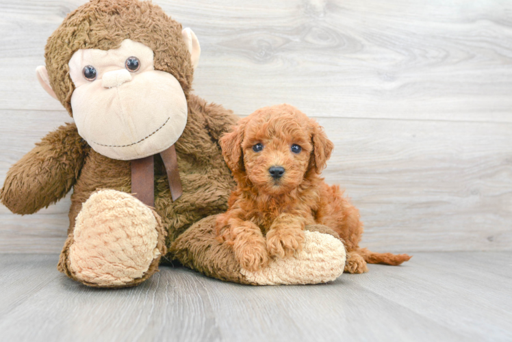 Mini Goldendoodle Pup Being Cute