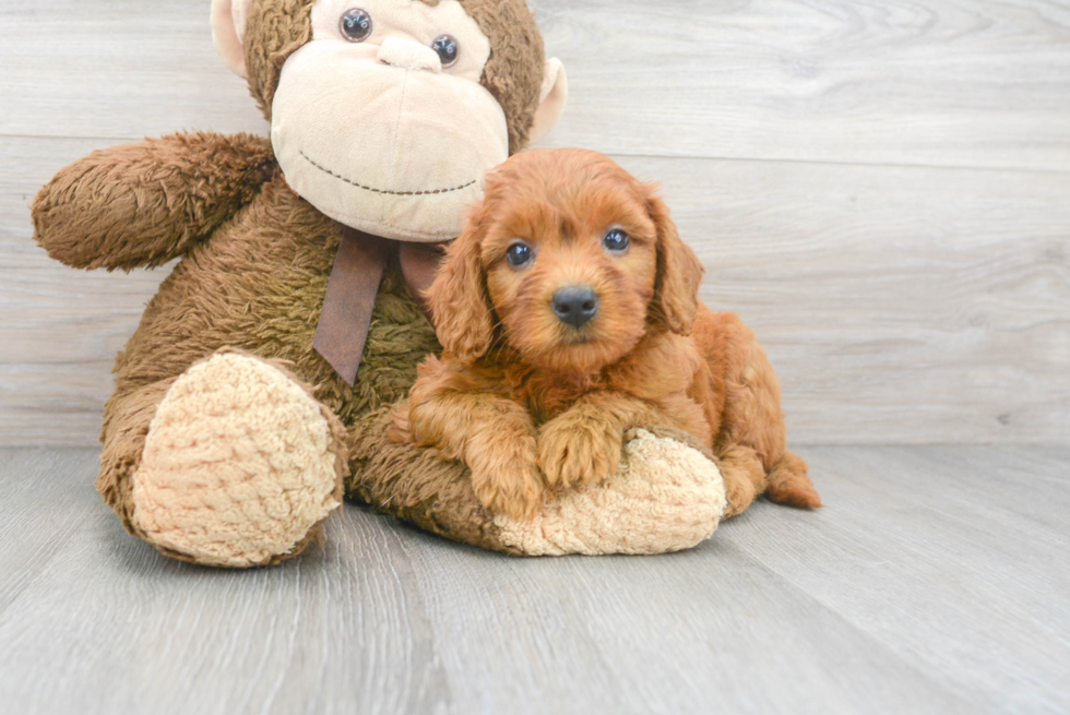 Petite Mini Goldendoodle Poodle Mix Pup