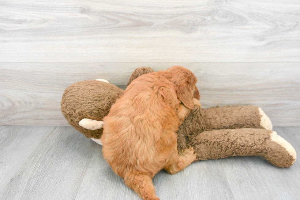 Popular Mini Goldendoodle Poodle Mix Pup