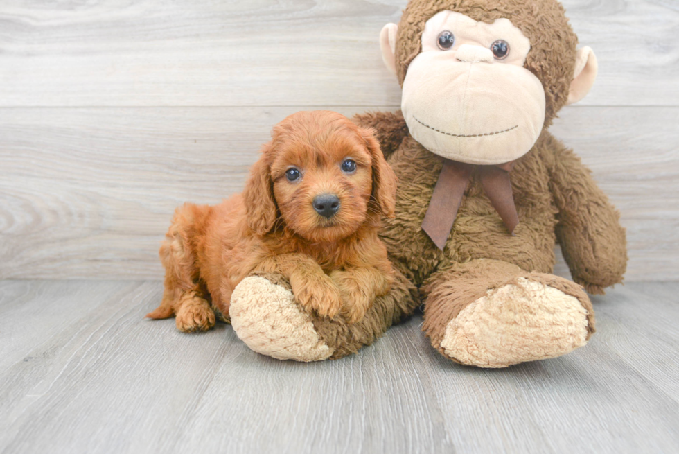 Best Mini Goldendoodle Baby