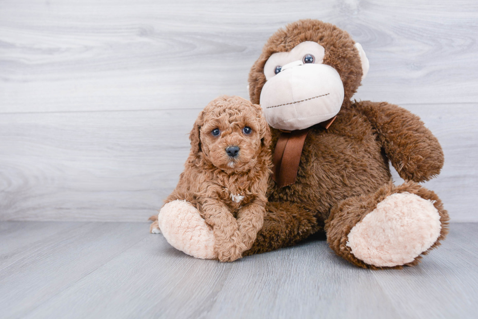 Playful Golden Retriever Poodle Mix Puppy