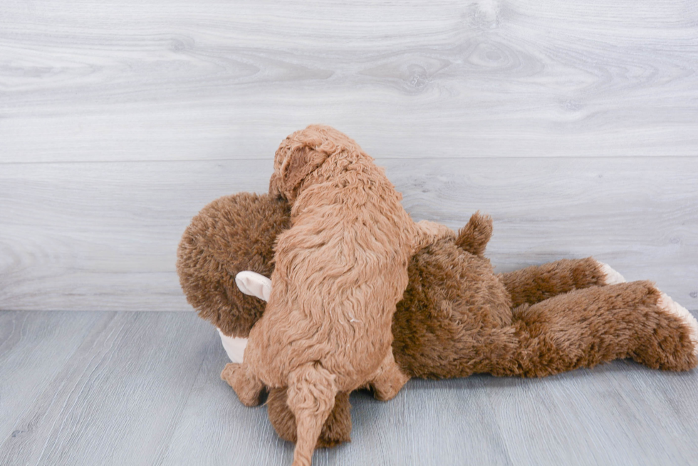 Energetic Golden Retriever Poodle Mix Puppy