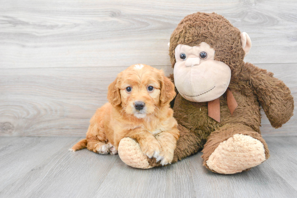 Mini Goldendoodle Pup Being Cute