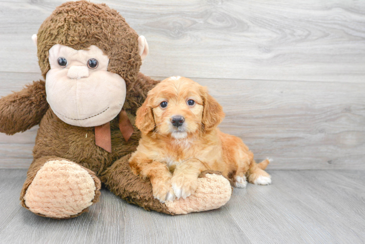 Hypoallergenic Golden Retriever Poodle Mix Puppy