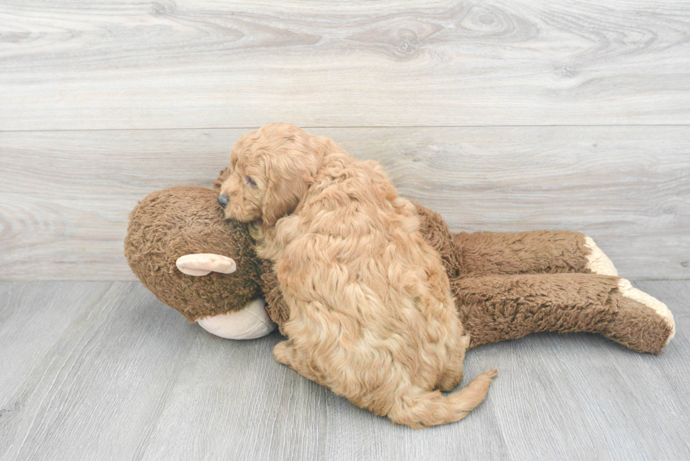 Friendly Mini Goldendoodle Baby