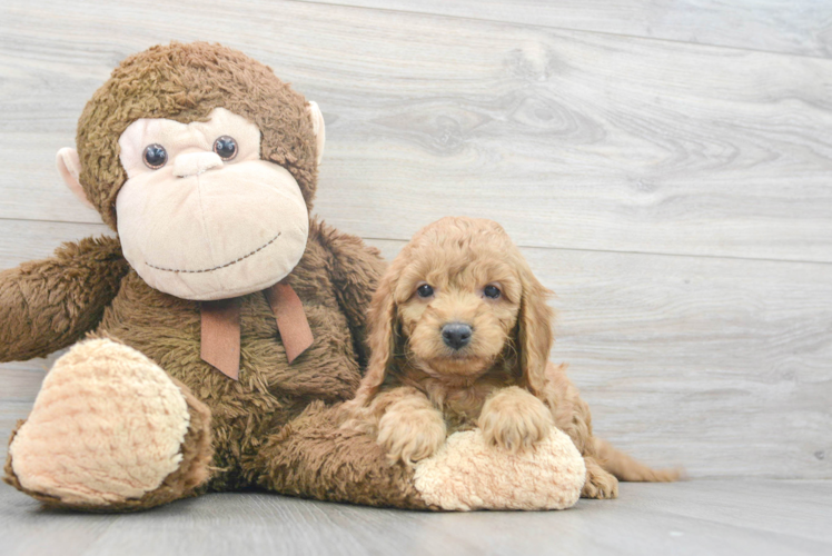 Smart Mini Goldendoodle Poodle Mix Pup