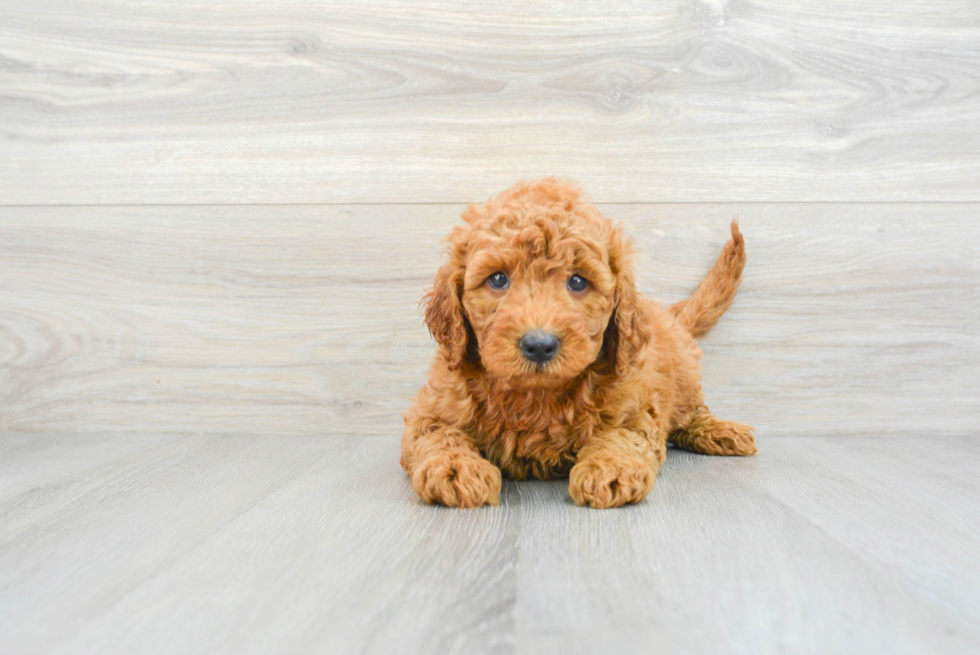 Best Mini Goldendoodle Baby