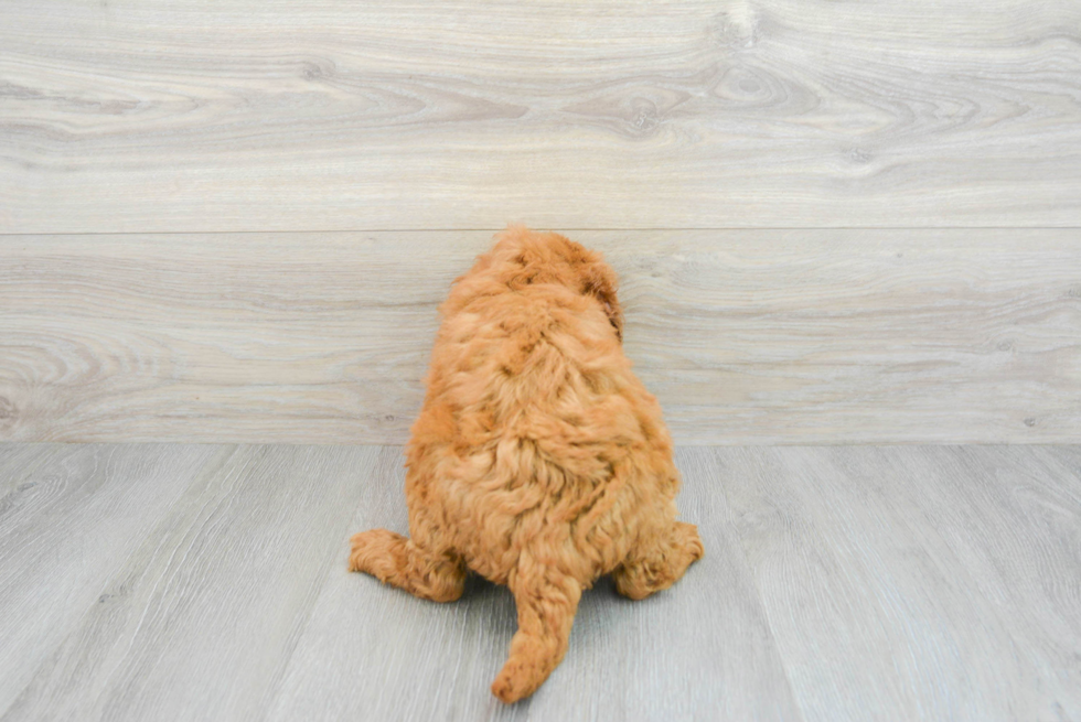 Adorable Golden Retriever Poodle Mix Puppy